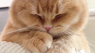 Cute Cats #1