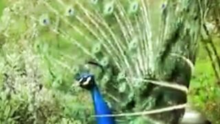 Peacock vedio