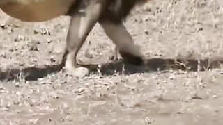 Cubs meet dad lion for 1st time