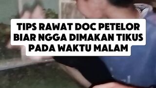 Perawatan DOC Petelor