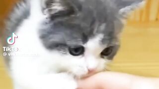 so lucky tò meet cat in the world????