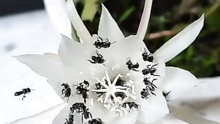 wijaya kusuma flower