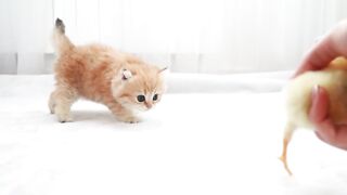 Cute cat with chick