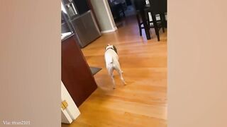 Funny ANIMALS videos 2024 ???? Funny Dogs And Cats will make you LAUGH to die ????