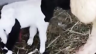 Shaun the sheep