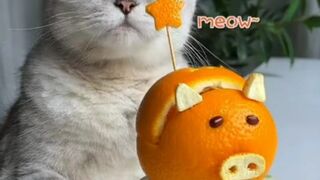 funny cats //cute cats video //cute cats funny videos