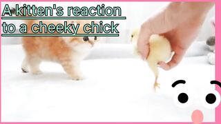 A kitten's reaction to a cute chick
