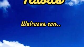 Animal Facts       Walrus Sleep Habits           #shorts