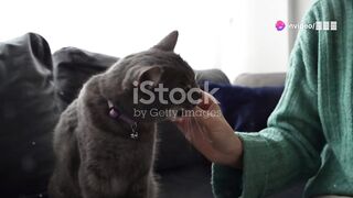 Cats have unique behaviors, as they can distinguish different tones of voice, such as
