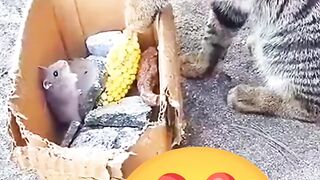 Cat and mouse