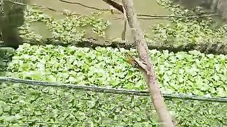 Kolam JARING/KERAMBA❗Budidaya ikan lele segmen pembesaran dikolam tanah pakai jaring keramba