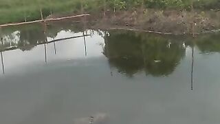 Kolam TANAH yang luas bisa budidaya ikan lele dengan JARING keramba ikan