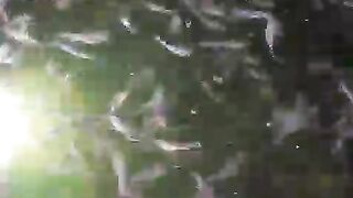 Jangan kaget kalau lihat video tukang ikan begini sebab HP serang ranang dikolam ????