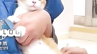 قطط صغيرة كيوت