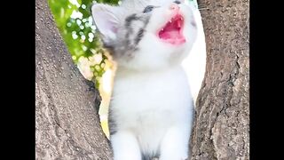 فديوًقطط
