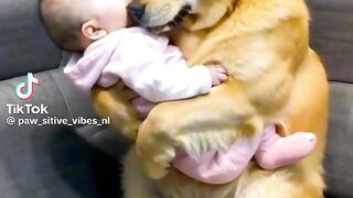 Funny dogs