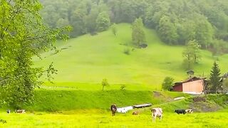 so beautiful video