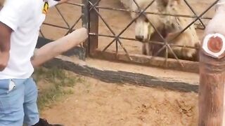 Video Funny