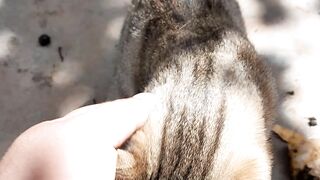 Funny cats