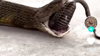 Serpent qui avale un serpent