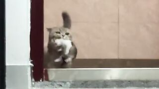 Cats Lover