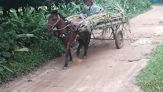 Horse Car Bangladesh