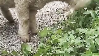 Shaun the sheep