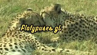 Animal Facts   Platypus Glow    #shorts