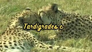 Animal Facts   Tardigrade Longevity    #shorts