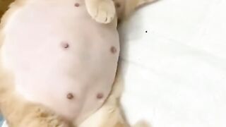 قطة واصغر كلب في العالم