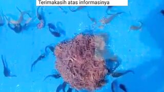 Apakah ada pakan pengganti CACING SUTERA untuk Larva Lele❓