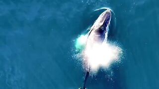 Bubble traps made by whales for their prey