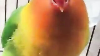 Love birds