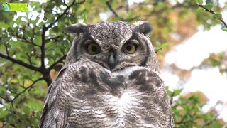 Animal Senses - Visual Perception Hearing Taste Smell -.