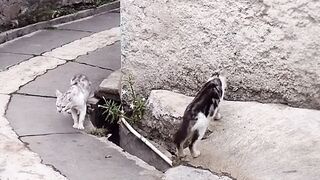 The cat