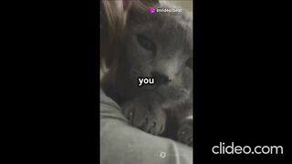 CATS LOVERS
