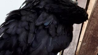 short-legged Bantam chicken