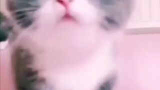 قطة صغيرة كيوت????