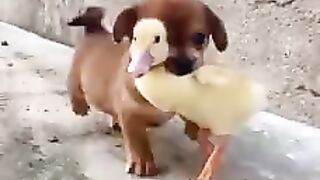 Amiguinhos fofos