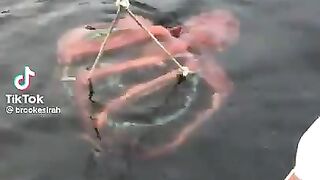 Sea Monster Octopus