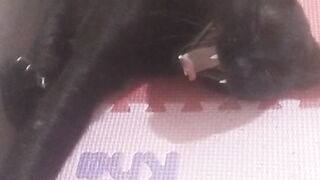 Black cat