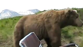 scary bear