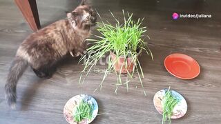 O Gato de Tênis e a Missão Impossível