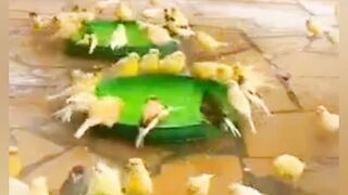 بلبل مغرد جيد اسمع بنفسك وحكم