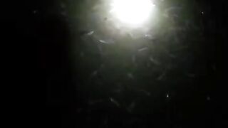 Agar bibit lele cepat besar dan cuan kita perbanyak ngasih makan malam