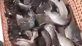 Cara agar ikan lele cepat besar dan berbobot