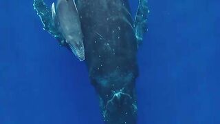 Two whales
