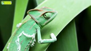 All About Reptiles ???????????? - 5 Interesting Facts.