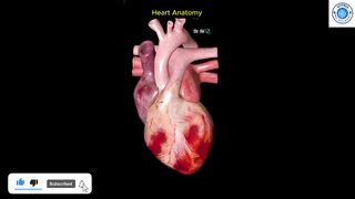 Human Heart Anatomy (3D Medical Animation)#HumanHeartAnatomy