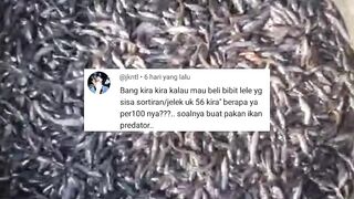 Bibit lele KUNTET jangan dibuang lebih baik dijual kesini saja lumayan jadi CUAN